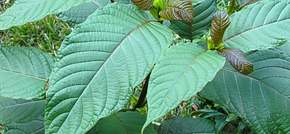 cropped-kratom-tree.jpg