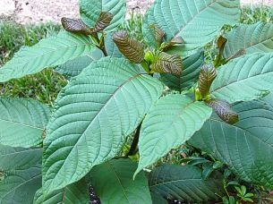beautiful kratom tree