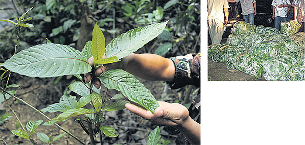 kratom-leaves-on-display