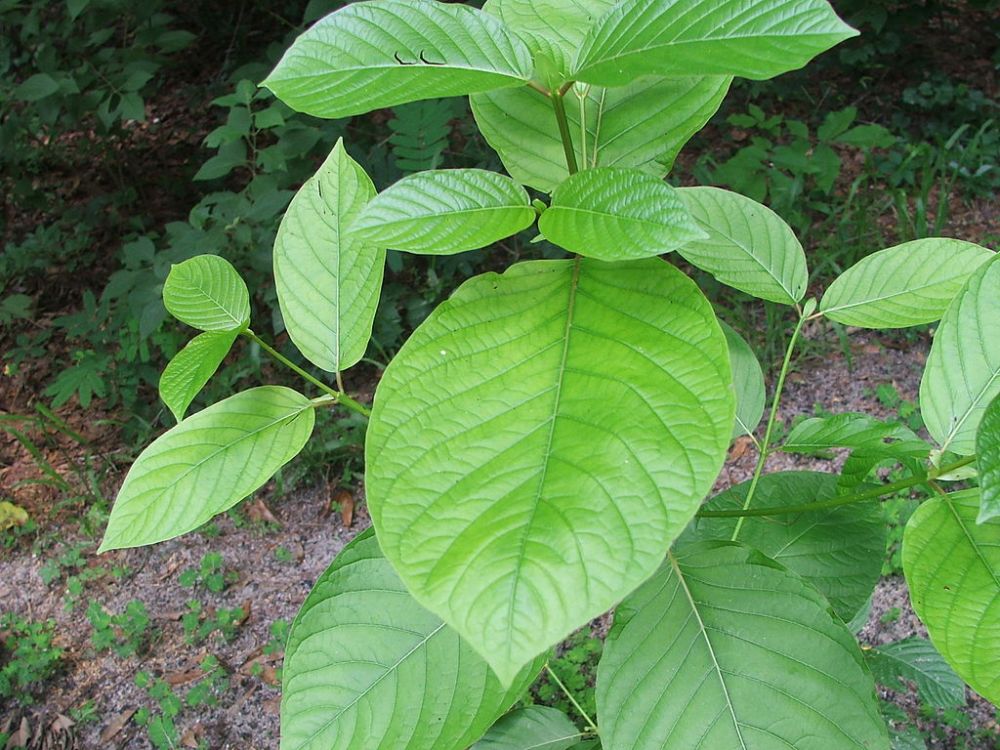 mitragyna-speciosa-leaves
