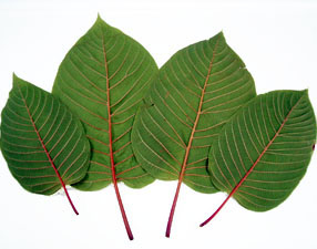red-vein-thai-kratom